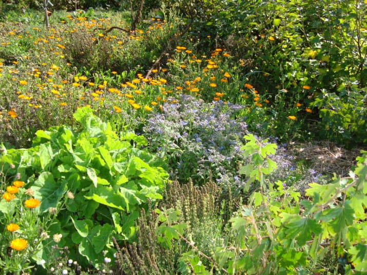 Is permacultuur iets zoals ecologisch tuinieren?